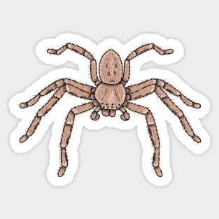 Isopedia leai Huntsman spider Sticker